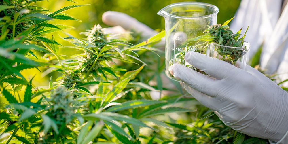 cbd-marketing-tactics